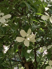 Cornus