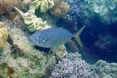 Craterognathus plagiotaenia