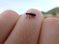 Placopterus thoracicus