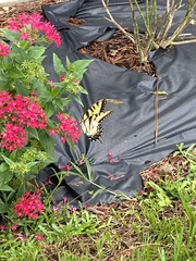 Papilio glaucus image