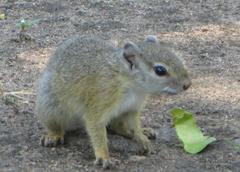 Paraxerus cepapi cepapi