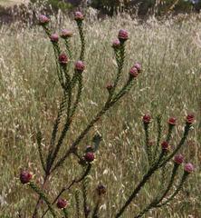 Leucadendron thymifolium