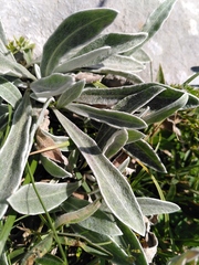 Centaurea triumfettii