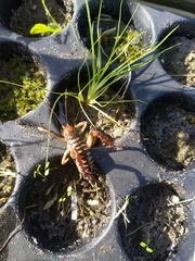 Hemideina crassidens
