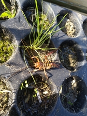 Hemideina crassidens