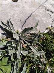 Centaurea triumfettii