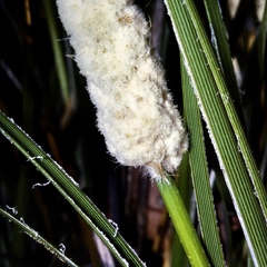 Lomandra leucocephala