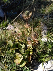 Eryngium alpinum