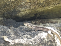 Anatololacerta anatolica