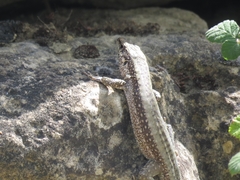 Anatololacerta anatolica