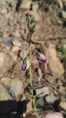 Polygala uncinata