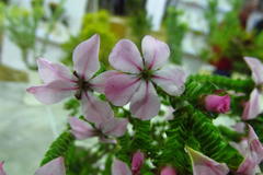 Acmadenia tetragona