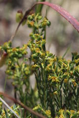 Euphorbia genistoides