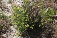 Euphorbia genistoides