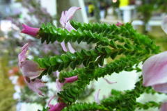 Acmadenia tetragona