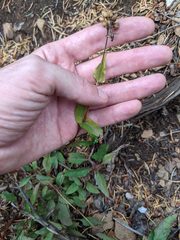 Penstemon serrulatus