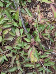 Penstemon serrulatus