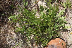Lichtensteinia obscura
