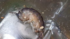 Cryptorchestia cavimana