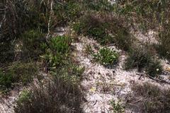 Lichtensteinia obscura