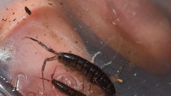 Cryptorchestia cavimana