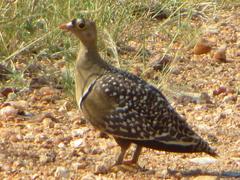 Pterocles bicinctus multicolor