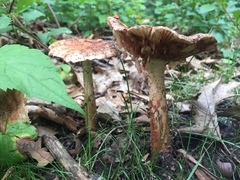 Amanita amerirubescens