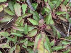 Penstemon serrulatus