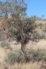 Hakea lorea