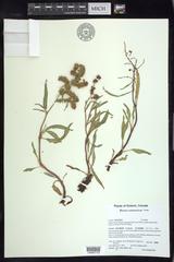 Rumex subarcticus