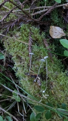 Mycena clavicularis