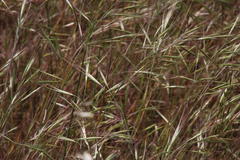 Bromus rigidus