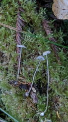 Mycena clavicularis