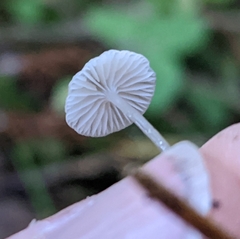 Mycena clavicularis