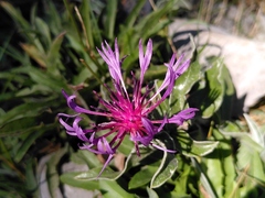 Centaurea triumfettii