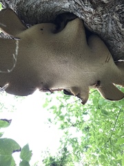 Cerioporus squamosus