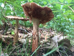 Amanita amerirubescens