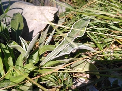 Centaurea triumfettii