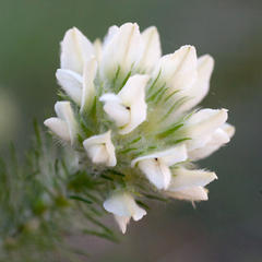 Aspalathus cephalotes cephalotes