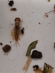 Ameletopsis perscitus