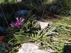 Centaurea triumfettii