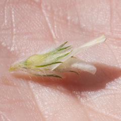 Aspalathus cephalotes cephalotes