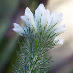 Aspalathus cephalotes cephalotes