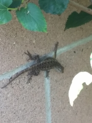 Sceloporus occidentalis