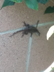 Sceloporus occidentalis