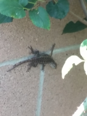 Sceloporus occidentalis