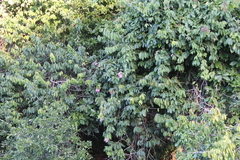Bignonia aequinoctialis