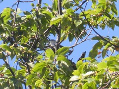 Sitta carolinensis