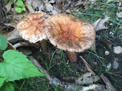Amanita amerirubescens