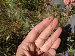 Piptatheropsis canadensis